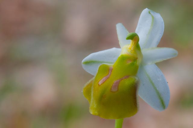 Orchidee in una villa vicino a Piediluco (Terni)